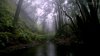 La Gomera cumple 10 a&ntilde;os como Reserva de la Biosfera y ser&aacute; sede del Comit&eacute; Espa&ntilde;ol del programa MaB