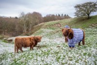 Vacas en jers&eacute;is &ndash; El brillo de Escocia en invierno (V&iacute;deo)
