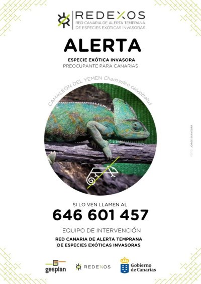 El Cabildo de Gran Canaria lucha contra la naturalizaci&oacute;n del invasor ex&oacute;tico camale&oacute;n de Yemen en la isla