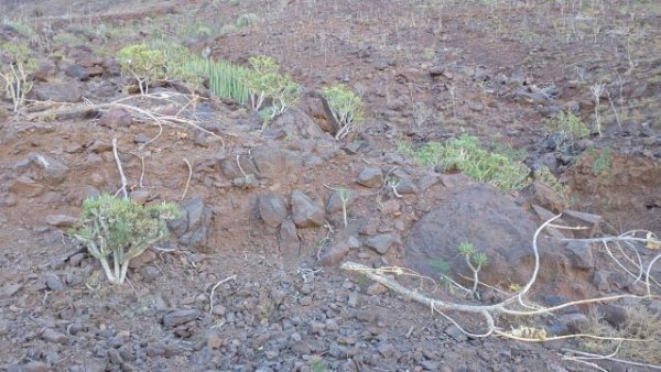 El Ayuntamiento de La Aldea de San Nicolás pide la colaboración ciudadana para erradicar el árbol de la seda y el cactus cilíndrico en el municipio
