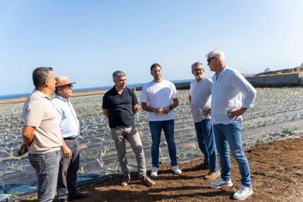 El Gobierno de Canarias entrega 45.822 plantas de pi&ntilde;a a agricultores de El Hierro