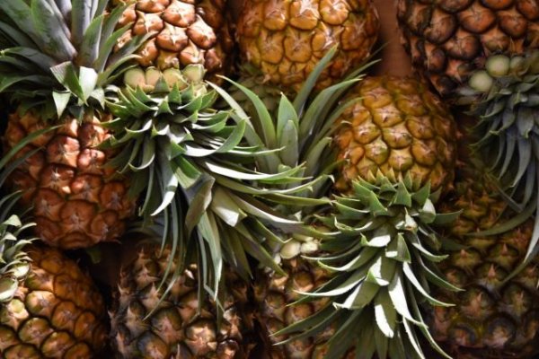 Un experto internacional en piña tropical visita explotaciones de esta fruta en El Hierro de la mano del ICIA