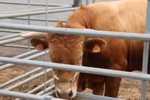 El Gobierno canario ampl&iacute;a y agiliza la emisi&oacute;n telem&aacute;tica de las gu&iacute;as sanitarias para el movimiento de animales