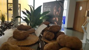 Teror: La 5ª Feria Insular de la Papa expone las papas más grandes de Gran Canaria