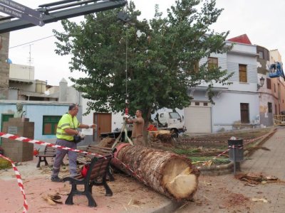El Ayuntamiento de Gu&iacute;a realiza la tala de una palmera en mal estado en el barrio de San Roque