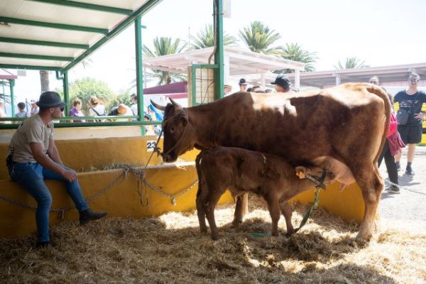 Sector Primario asigna 350.000 euros en ayudas para compensar el alza del precio de la importación de novillas lecheras debido a la guerra en Ucrania