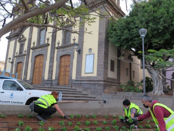 Guía: Plantación de más de 3.000 petunias y geranios en jardines y espacios públicos