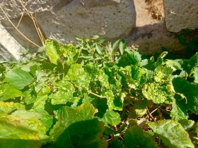 El Gobierno de Canarias remite al Ministerio muestras de plantas con síntomas compatibles con la filoxera detectadas en Candelaria