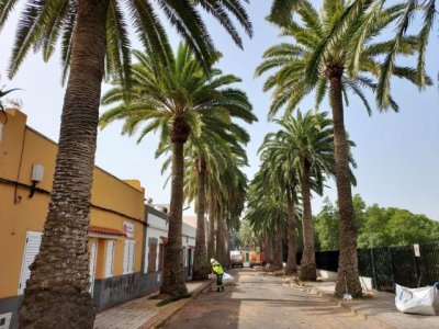Villa de Firgas: Poda de todas las palmeras del municipio