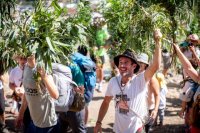 Agaete: La Bajada de La Rama de San Pedro congrega a cientos de agaetenses en El Valle