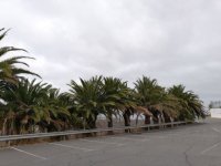 La Vinca demanda del Ayuntamiento de Firgas atenci&oacute;n y cuidado para las palmeras canarias de Casablanca