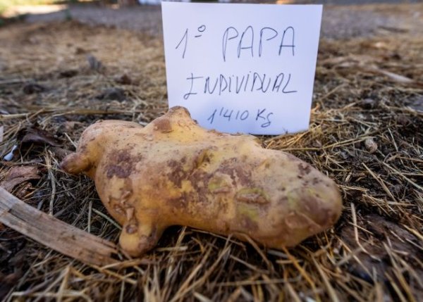 Valleseco: Agricultura en estado puro, Madrelagua premia la papa más grande de Gran Canaria