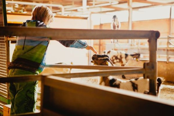 Canarias impulsa la investigaci&oacute;n para mejorar el bienestar del ganado caprino y producciones m&aacute;s saludables