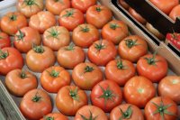 El Gobierno de Canarias convoca la ayuda POSEI al tomate de invierno para la campa&ntilde;a 2025 por 5,5 millones de euros