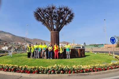 G&aacute;ldar: Parques y Jardines planta 4.000 flores de Pascua para embellecer el municipio por Navidad