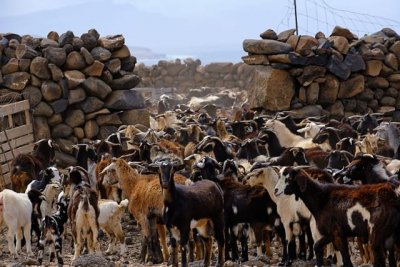 El Gobierno canario contribuye al fomento y protecci&oacute;n de las razas aut&oacute;ctonas