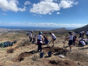 Foresta restaura 2,5 hectáreas de zonas degradadas en Telde, Teror y Firgas