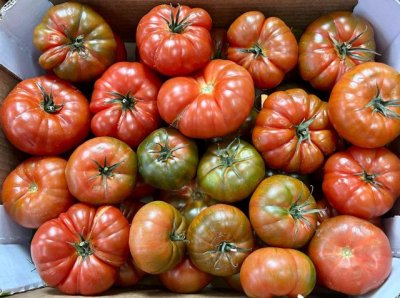 El Gobierno de Canarias concede 5,56 M&euro; de ayudas POSEI al tomate