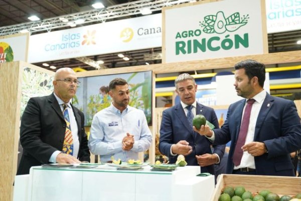 Canarias triplicó los envíos de aguacate al mercado peninsular y extranjero en 2024