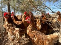 El Gobierno de Canarias convoca subvenciones del POSEI a la producci&oacute;n local de huevos de gallina
