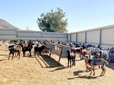 El Gobierno canario concede las ayudas POSEI a cultivos forrajeros para alimentaci&oacute;n animal