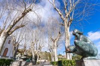 Finalización de los trabajos de cirugía arbórea en la plaza de Valleseco
