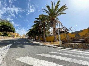 El Ayuntamiento de Guía encarga un estudio sobre el estado de las palmeras del municipio