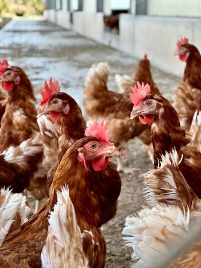 El Ministerio amplía el confinamiento de aves a todas las granjas del territorio español