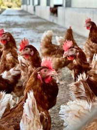 El Ministerio ampl&iacute;a el confinamiento de aves a todas las granjas del territorio espa&ntilde;ol