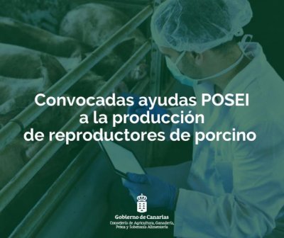 El Gobierno de Canarias convoca ayudas POSEI a la producci&oacute;n de reproductoras de porcino