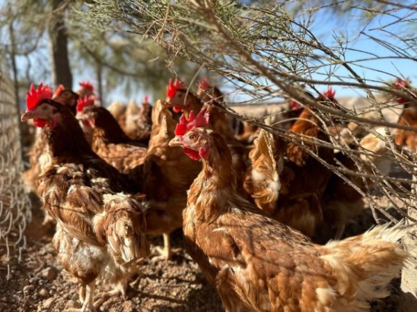 El Gobierno canario aclara que el confinamiento obligatorio de aves de cría se aplica a un único municipio canario