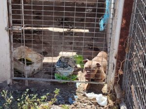 La Policía Autonómica investiga un presunto caso de maltrato animal en el sur de Tenerife
