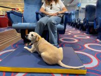 Fred. Olsen Express ofrece nuevas acomodaciones &lsquo;pet friendly&rsquo; para viajar con mascotas