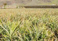 El Gobierno canario consigue una autorización excepcional para el control de la cochinilla en los cultivos de piña