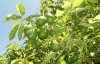 El Aguacate de Canarias, a un paso de conseguir el sello de calidad de Indicaci&oacute;n Geogr&aacute;fica Protegida