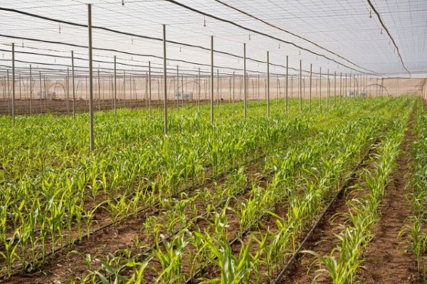 Instalación de una empresa internacional orientada a la investigación y desarrollo agrícola