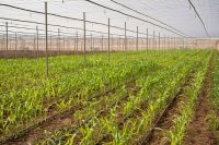 Instalaci&oacute;n de una empresa internacional orientada a la investigaci&oacute;n y desarrollo agr&iacute;cola
