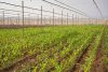 Instalación de una empresa internacional orientada a la investigación y desarrollo agrícola