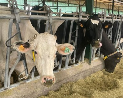 El Gobierno canario convoca cuatro l&iacute;neas de ayudas POSEI para el subsector ganadero por valor de 21 millones