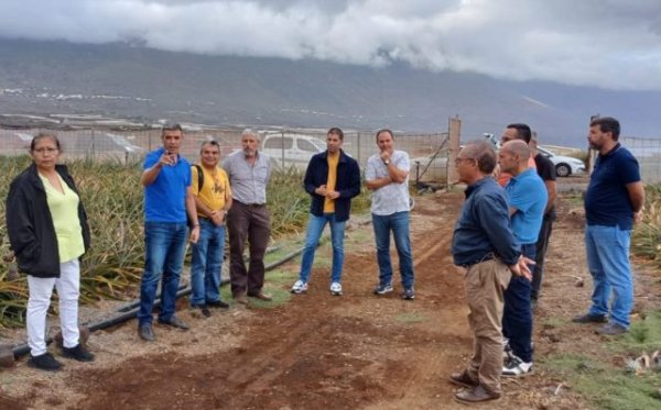 El ICIA organiza un encuentro entre productores de piña de El Hierro y un investigador referente en este cultivo
