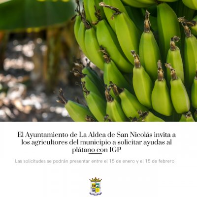 El Ayuntamiento invita a los agricultores de La Aldea a solicitar las ayudas del Gobierno de Canarias para productores de plátanos