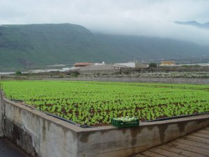 El Gobierno canario concede 8 millones en ayudas para abaratar el agua de uso agrícola