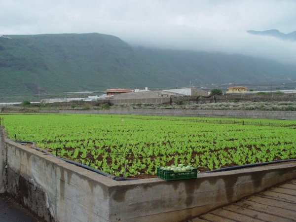 El Gobierno canario concede 8 millones en ayudas para abaratar el agua de uso agrícola
