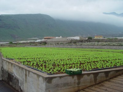 El Gobierno canario concede 8 millones en ayudas para abaratar el agua de uso agrícola