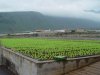El Gobierno canario concede 8 millones en ayudas para abaratar el agua de uso agrícola