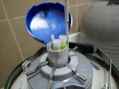 El Banco de Germoplasma de Canarias incrementa un 80% el n&uacute;mero de extracciones y dosis seminales