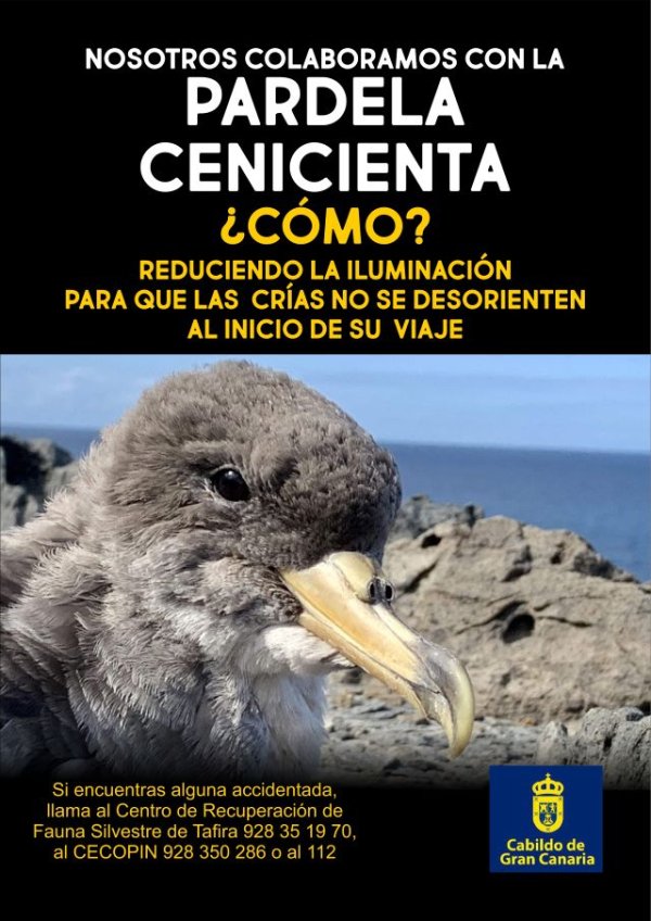 La Aldea de San Nicolás se une a la campaña de sensibilización de la Pardela Cenicienta