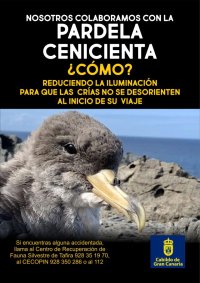 La Aldea de San Nicolás se une a la campaña de sensibilización de la Pardela Cenicienta