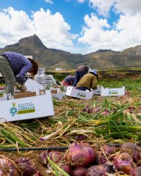 Las mejoras tecnol&oacute;gicas y la recuperaci&oacute;n de superficie cultivada apuntan a una muy buena cosecha de la Cebolla Tradicional de G&aacute;ldar en 2026