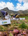 Las mejoras tecnol&oacute;gicas y la recuperaci&oacute;n de superficie cultivada apuntan a una muy buena cosecha de la Cebolla Tradicional de G&aacute;ldar en 2026